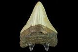 Fossil Megalodon Tooth - North Carolina #131586-1